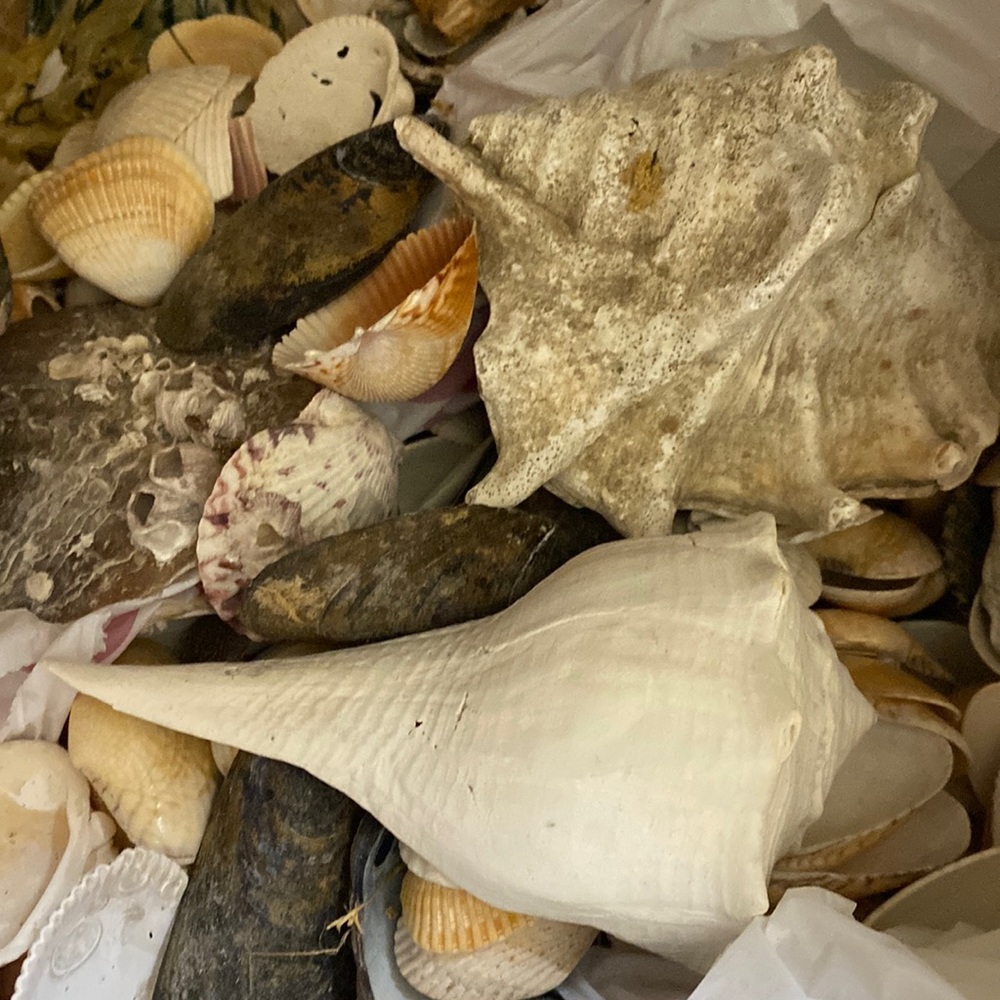 3 lbs of GORGEOUS sea shells